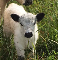 white galloway